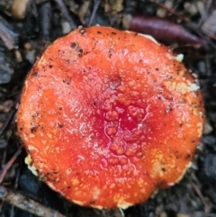 Amanita xanthocephala (Vermilion grisette) at Paddys River, ACT - 20 Jun 2020 by AaronClausen