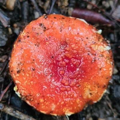 Amanita xanthocephala (Vermilion grisette) at Paddys River, ACT - 21 Jun 2020 by AaronClausen