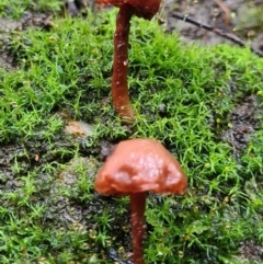 Unidentified Fungus at Paddys River, ACT - 21 Jun 2020 by AaronClausen