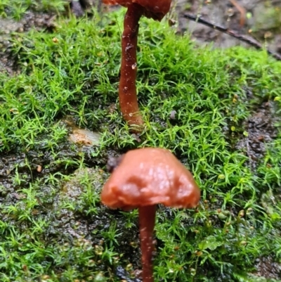 Unidentified Fungus at Paddys River, ACT - 21 Jun 2020 by AaronClausen