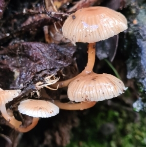 Mycena sp. at Paddys River, ACT - 21 Jun 2020