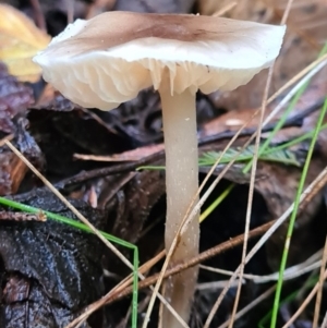 zz agaric (stem; gills white/cream) at Paddys River, ACT - 21 Jun 2020