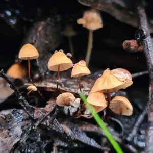 Marasmius at Paddys River, ACT - 21 Jun 2020