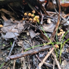 Marasmius at Paddys River, ACT - 21 Jun 2020 02:46 AM