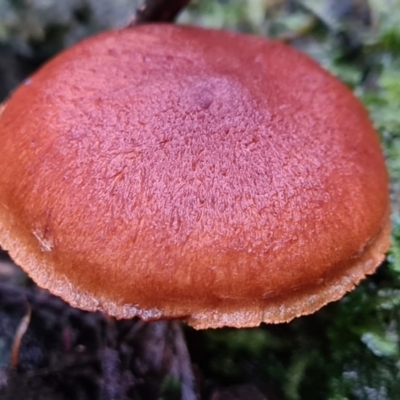 Unidentified Fungus at Paddys River, ACT - 21 Jun 2020 by AaronClausen