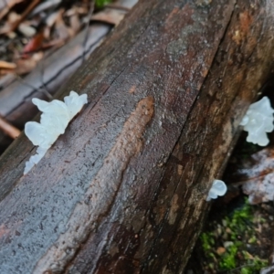 Tremella fuciformis at Paddys River, ACT - 21 Jun 2020 02:51 AM