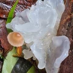 Tremella fuciformis at Paddys River, ACT - 21 Jun 2020