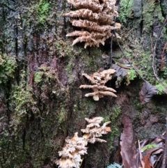 Unidentified Fungus at Tidbinbilla Nature Reserve - 21 Jun 2020 by AaronClausen