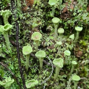 Cladonia sp. (genus) at Paddys River, ACT - 21 Jun 2020