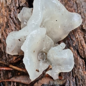 Tremella fuciformis at Paddys River, ACT - 21 Jun 2020