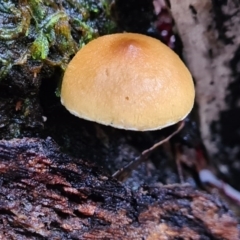 Unidentified Fungus at Paddys River, ACT - 21 Jun 2020 by AaronClausen