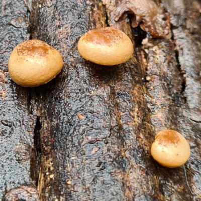 Unidentified Fungus at Tidbinbilla Nature Reserve - 21 Jun 2020 by AaronClausen