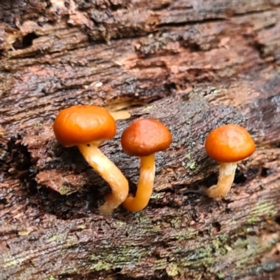 Unverified Fungus at Paddys River, ACT - 21 Jun 2020 by AaronClausen