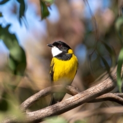 Pachycephala pectoralis (Golden Whistler) at Giralang, ACT - 21 Jun 2020 by b