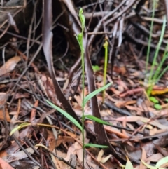 Bunochilus sp. (Leafy Greenhood) at Paddys River, ACT - 21 Jun 2020 by AaronClausen