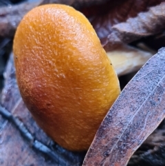 Unidentified Fungus at Paddys River, ACT - 21 Jun 2020 by AaronClausen