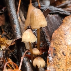 Mycena sp. (Mycena) at Paddys River, ACT - 20 Jun 2020 by AaronClausen