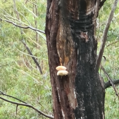 Laetiporus portentosus (White Punk) at Paddys River, ACT - 20 Jun 2020 by AaronClausen