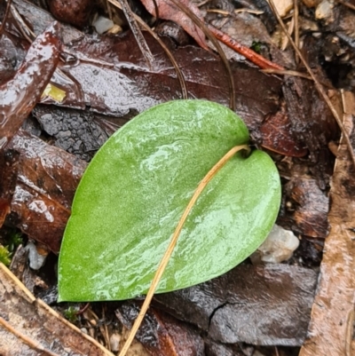 Eriochilus cucullatus (Parson's Bands) at Paddys River, ACT - 20 Jun 2020 by AaronClausen