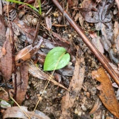 Eriochilus cucullatus at Paddys River, ACT - suppressed