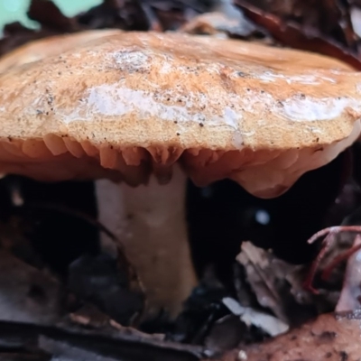 Unidentified Fungus at Tidbinbilla Nature Reserve - 21 Jun 2020 by AaronClausen