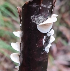 Byssomerulius corium (Netted Crust) at Tidbinbilla Nature Reserve - 20 Jun 2020 by AaronClausen