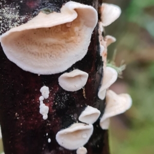 Byssomerulius corium at Paddys River, ACT - 21 Jun 2020