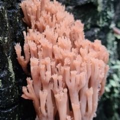 Artomyces sp. (A coral fungus) at Tidbinbilla Nature Reserve - 20 Jun 2020 by AaronClausen