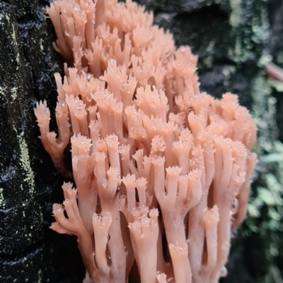 Artomyces sp. (A coral fungus) at Tidbinbilla Nature Reserve - 20 Jun 2020 by AaronClausen