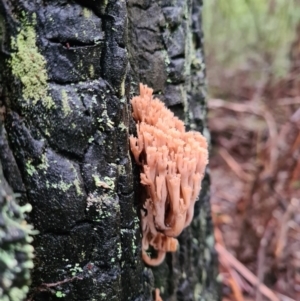 Artomyces sp. at Paddys River, ACT - 21 Jun 2020