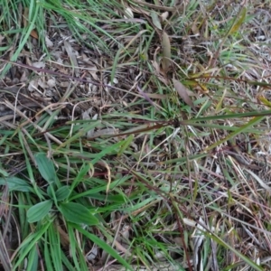 Bothriochloa macra at Murrumbateman, NSW - 20 Jun 2020