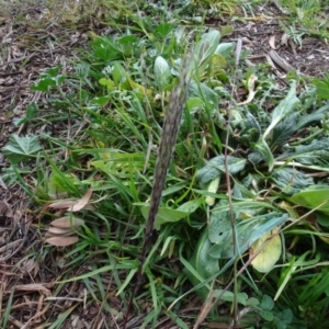 Bothriochloa macra at Murrumbateman, NSW - 20 Jun 2020