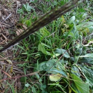 Bothriochloa macra at Murrumbateman, NSW - 20 Jun 2020