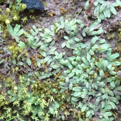 Riccia subbifurca (Liverwort) at Murrumbateman, NSW - 20 Jun 2020 by JanetRussell