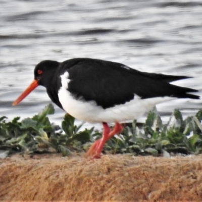 Haematopus longirostris (Australian Pied Oystercatcher) at Durras North, NSW - 18 Jun 2020 by JohnBundock