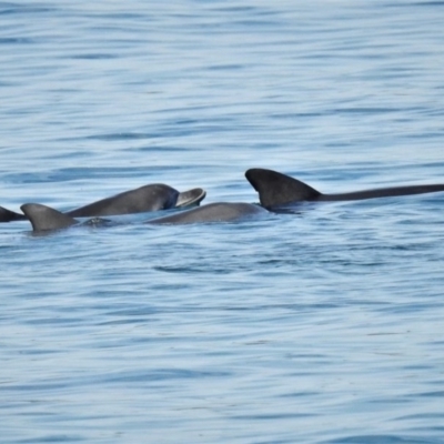 Tursiops truncatus (Bottlenose Dolphin) at Denhams Beach, NSW - 19 Jun 2020 by JohnBundock