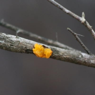 Tremella mesenterica (Witch's Butter or Yellow Brain) at Mongarlowe River - 21 Jun 2020 by LisaH