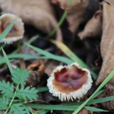 zz agaric (stem; gills white/cream) at Mongarlowe, NSW - 21 Jun 2020 by LisaH