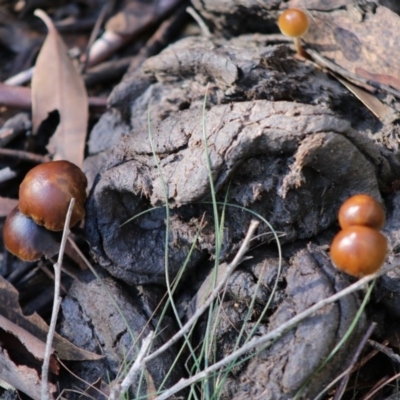 Unidentified Fungus at Mongarlowe, NSW - 21 Jun 2020 by LisaH