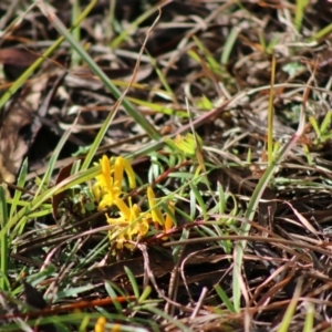 Persoonia chamaepeuce at Mongarlowe, NSW - 21 Jun 2020 01:56 PM