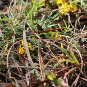 Persoonia chamaepeuce at Mongarlowe, NSW - 21 Jun 2020 01:56 PM