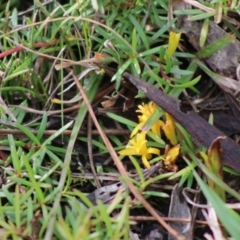 Persoonia chamaepeuce at Mongarlowe, NSW - 21 Jun 2020 01:56 PM