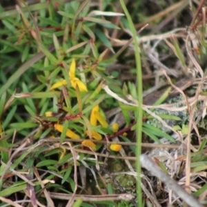 Persoonia chamaepeuce at Mongarlowe, NSW - 21 Jun 2020 01:56 PM