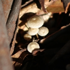 zz agaric (stem; gill colour unknown) at Mongarlowe, NSW - 21 Jun 2020 by LisaH