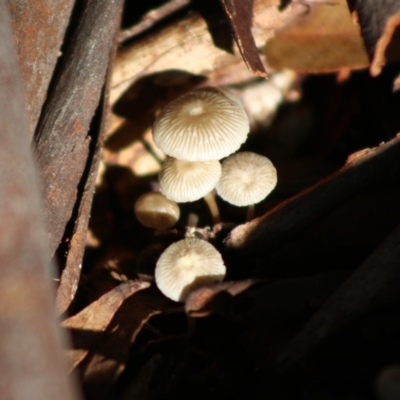zz agaric (stem; gill colour unknown) at Mongarlowe River - 21 Jun 2020 by LisaH