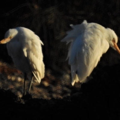 Bubulcus coromandus (Eastern Cattle Egret) at Tomakin, NSW - 19 Jun 2020 by JohnBundock