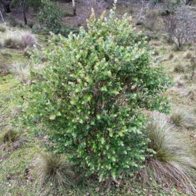 Eucalyptus crenulata (Victorian silver gum, Buxton gum) at Mongarlowe, NSW - 21 Jun 2020 by LisaH