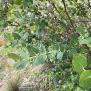 Eucalyptus crenulata at QPRC LGA - 21 Jun 2020