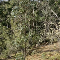 Eucalyptus crenulata (Victorian silver gum, Buxton gum) at Mongarlowe, NSW - 21 Jun 2020 by LisaH