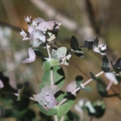 Eucalyptus crenulata at Mongarlowe, NSW - 21 Jun 2020